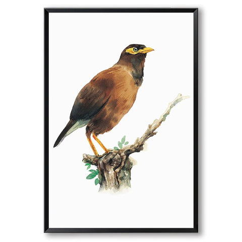 Watercolour Myna