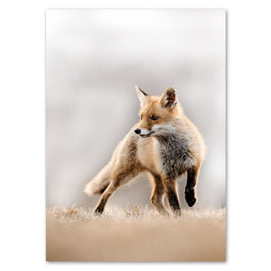 Red Fox I