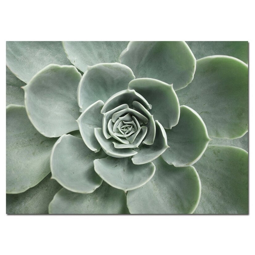 Close-up Succulent I