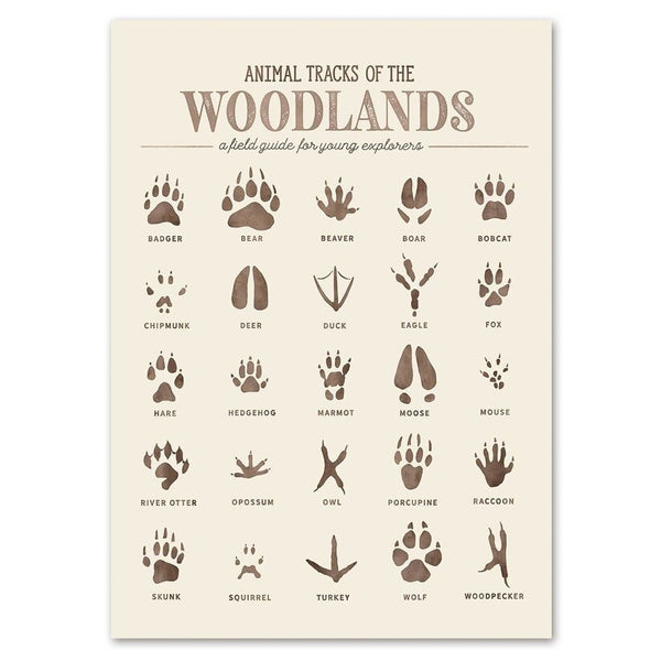 Woodland Animal Tracks