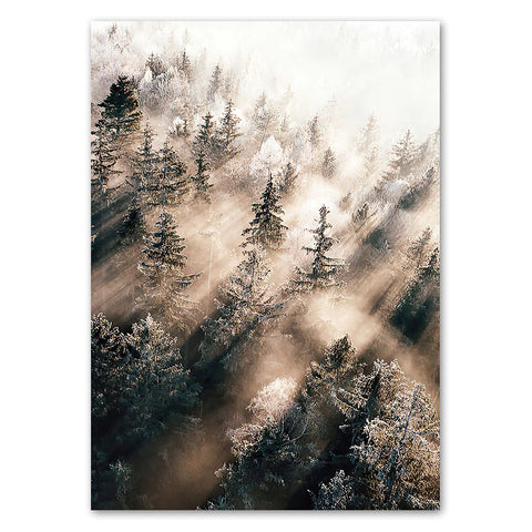 Light through Forest Mist