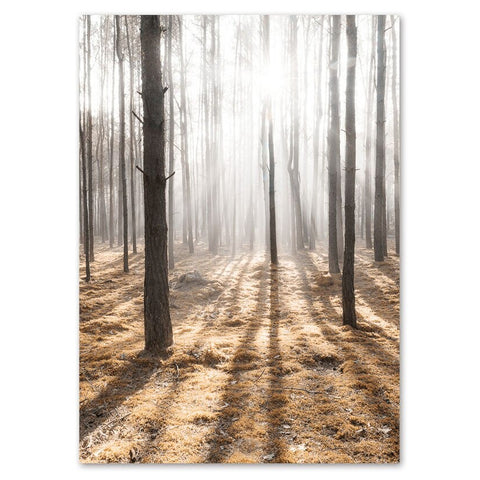Light through Forest III