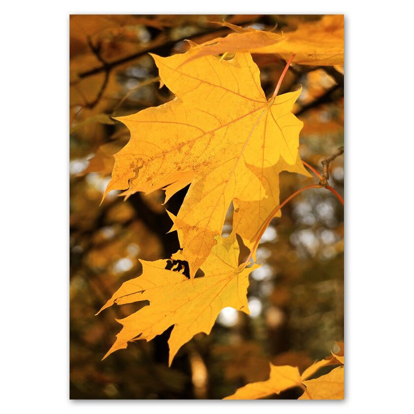 Golden Leaves I