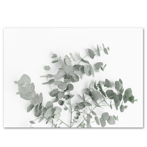 The Eucalyptus II