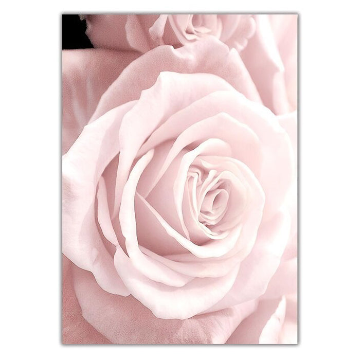 Close-up Pink Rose I